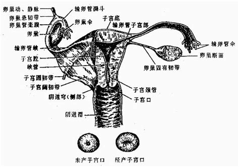 女人陰|女性生殖系統